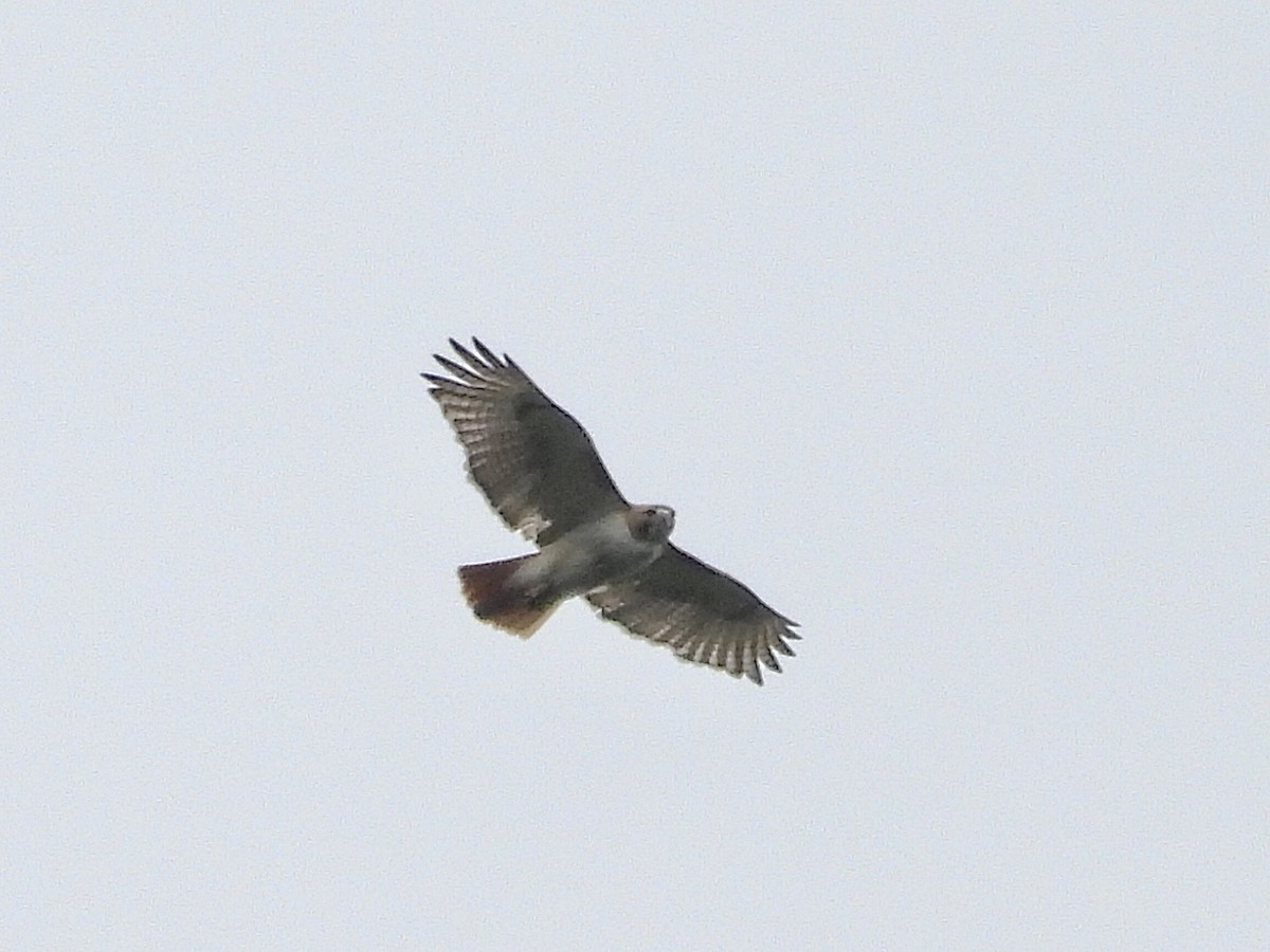 Red-tailed Hawk - ML620323730