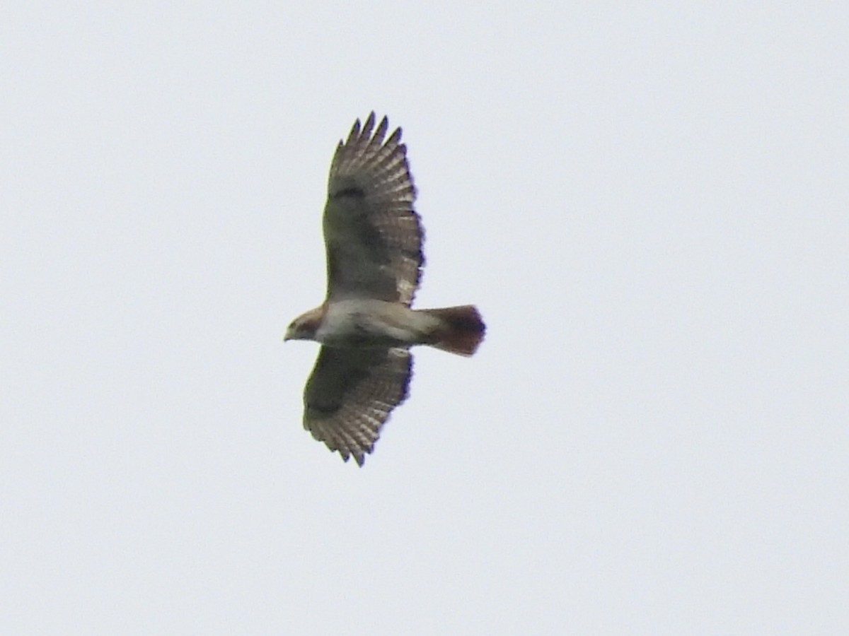 Red-tailed Hawk - ML620323731