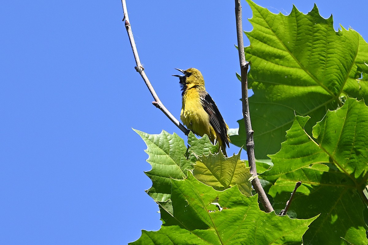 Orchard Oriole - ML620323736