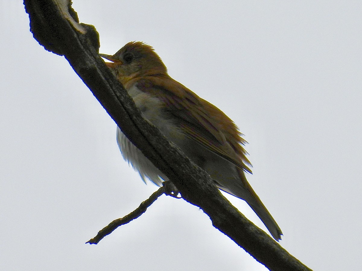 Veery - ML620323744