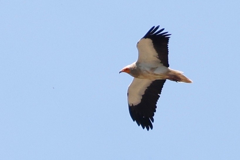 Egyptian Vulture - Denis Tétreault