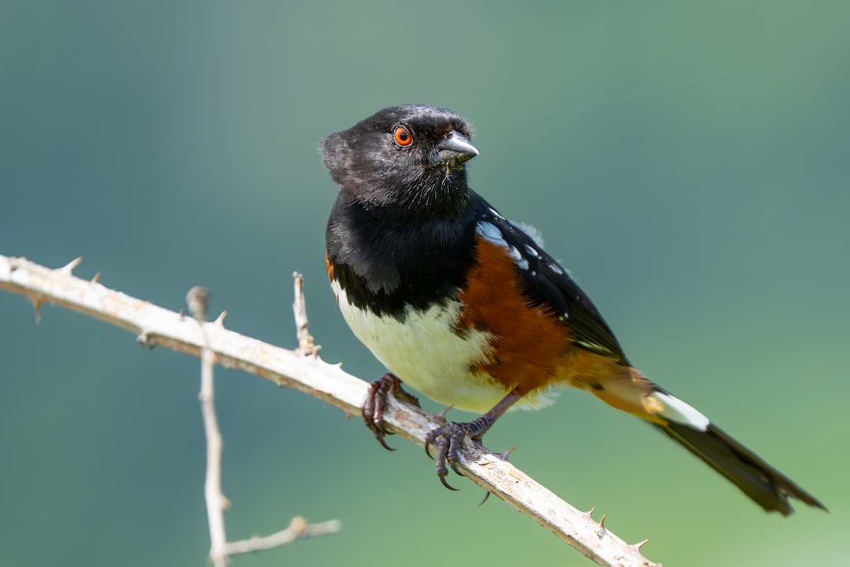 Spotted Towhee - ML620323757