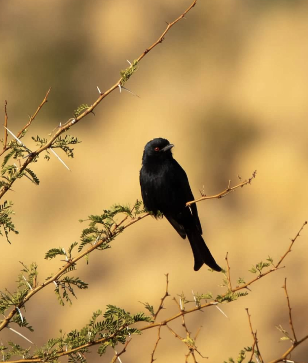 Fork-tailed Drongo - ML620323766