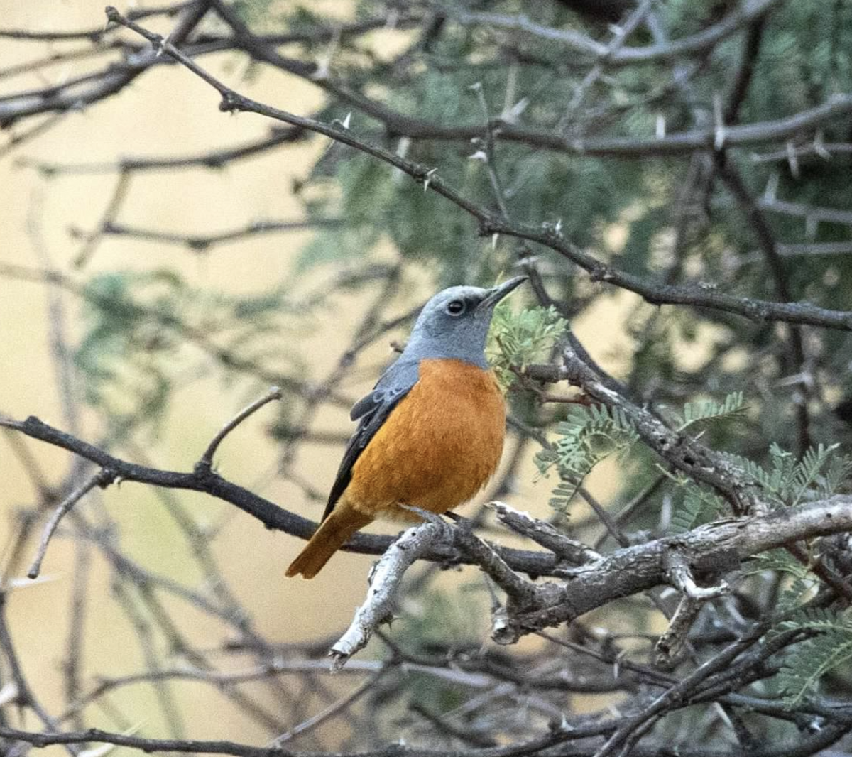 Short-toed Rock-Thrush - ML620323771