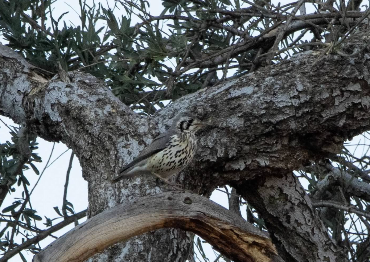 Groundscraper Thrush - ML620323776