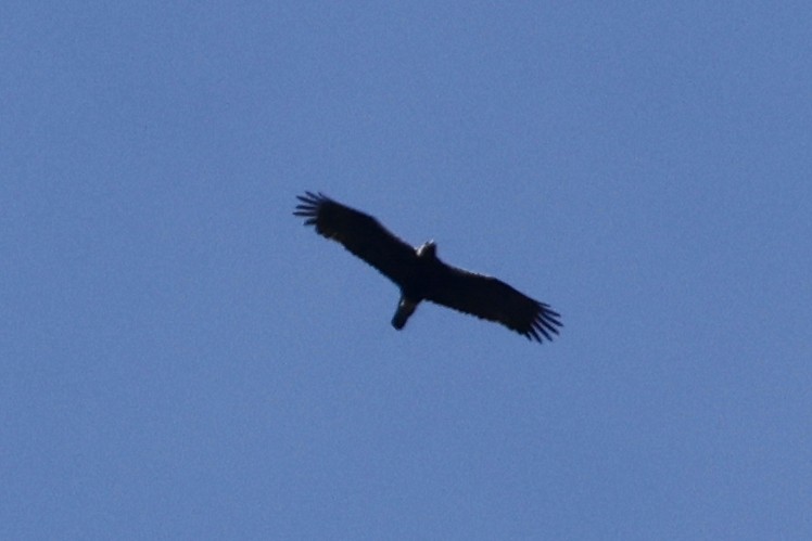 Águila Imperial Ibérica - ML620323780