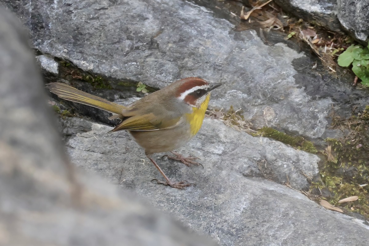 Rufous-capped Warbler - ML620323781