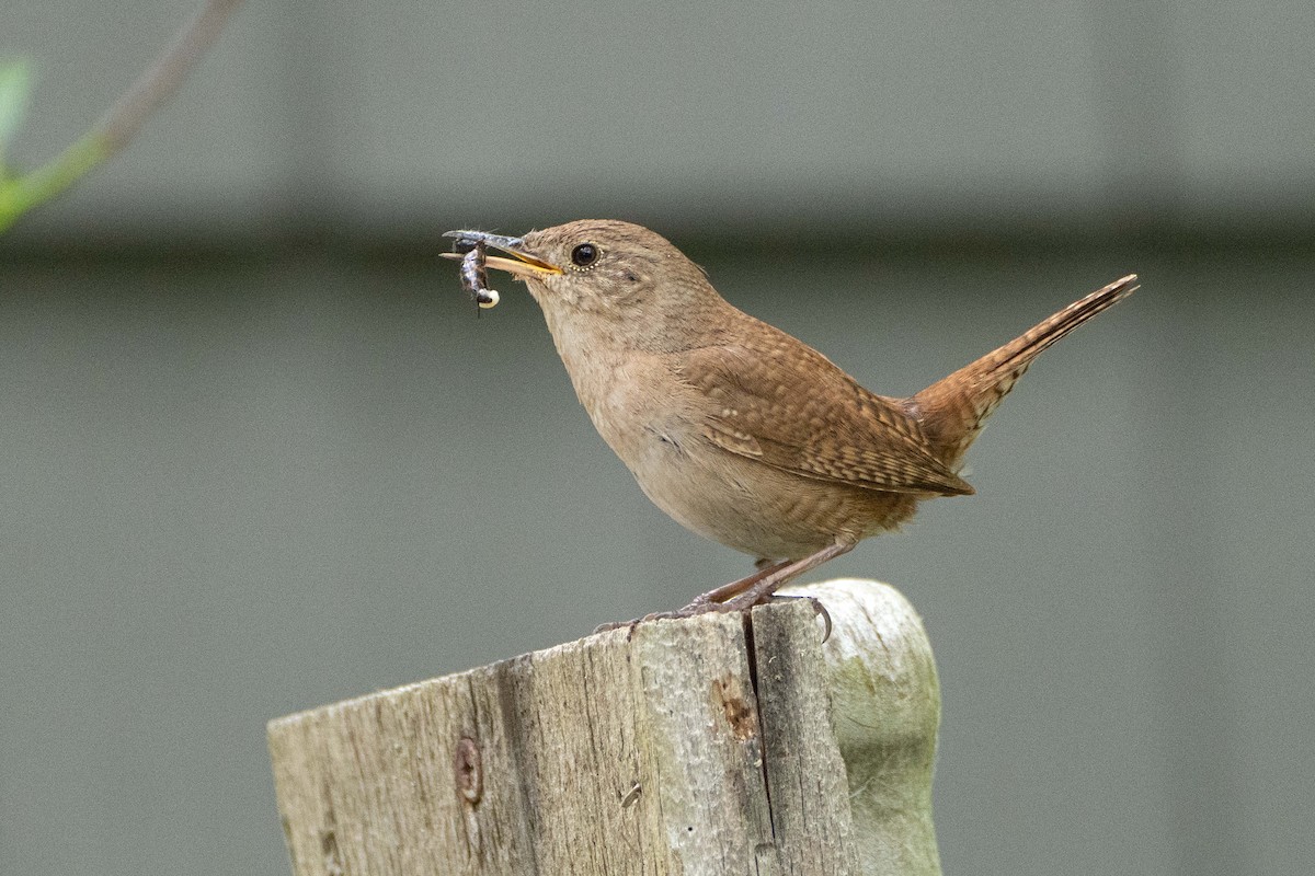 House Wren - ML620323790