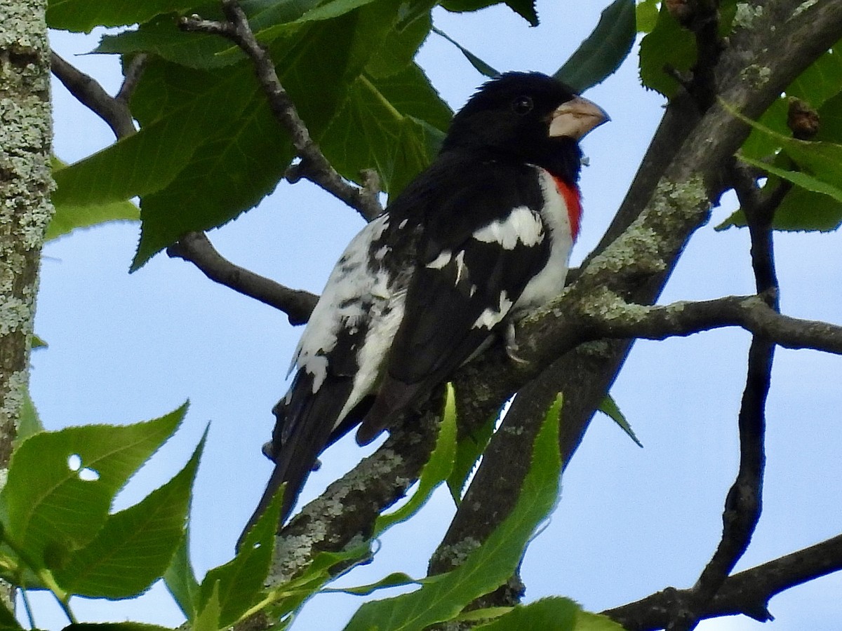 Rose-breasted Grosbeak - ML620323791