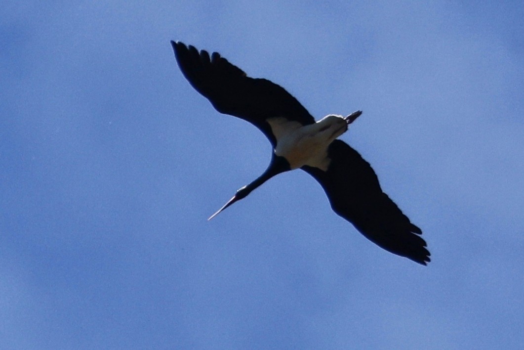 Black Stork - ML620323801