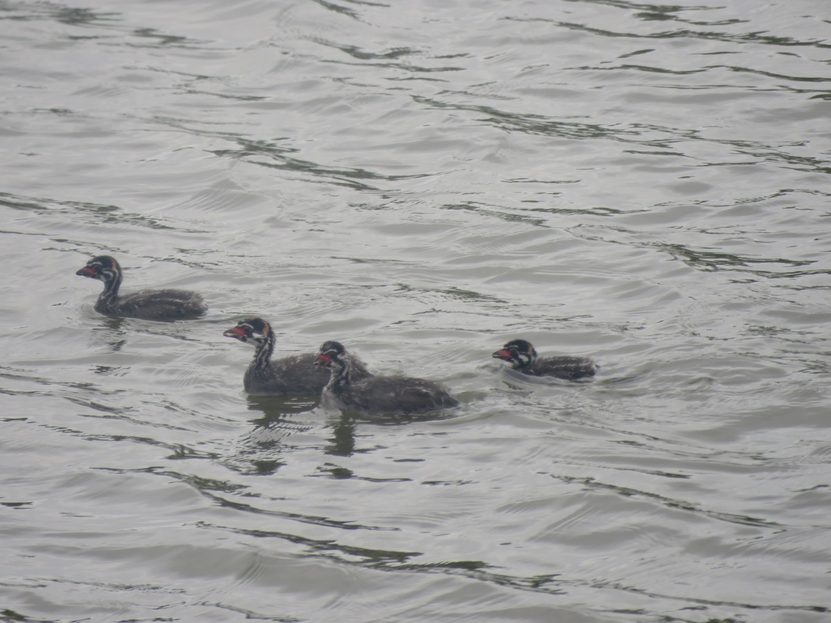 Pied-billed Grebe - ML620323804