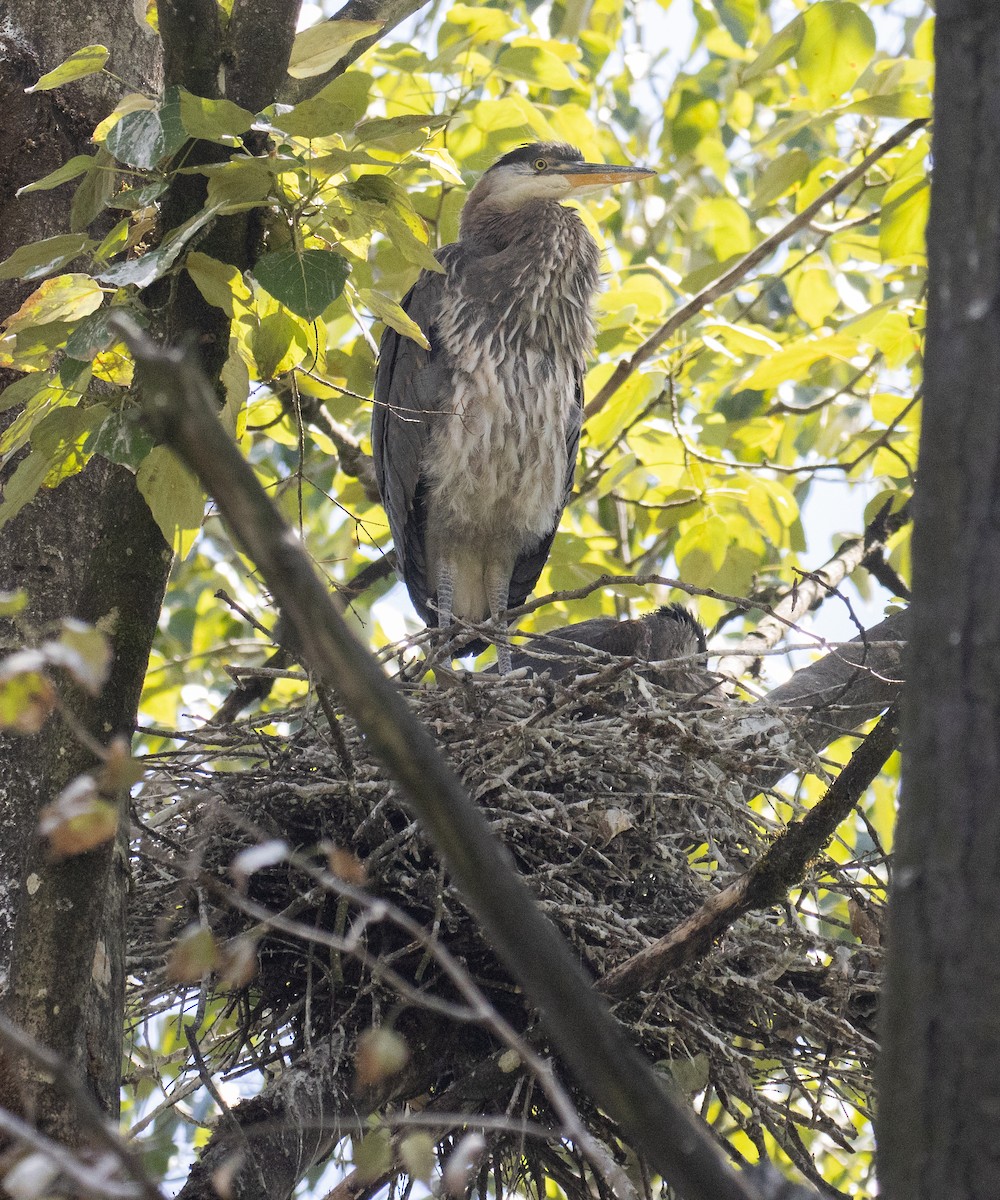 Great Blue Heron - ML620323807