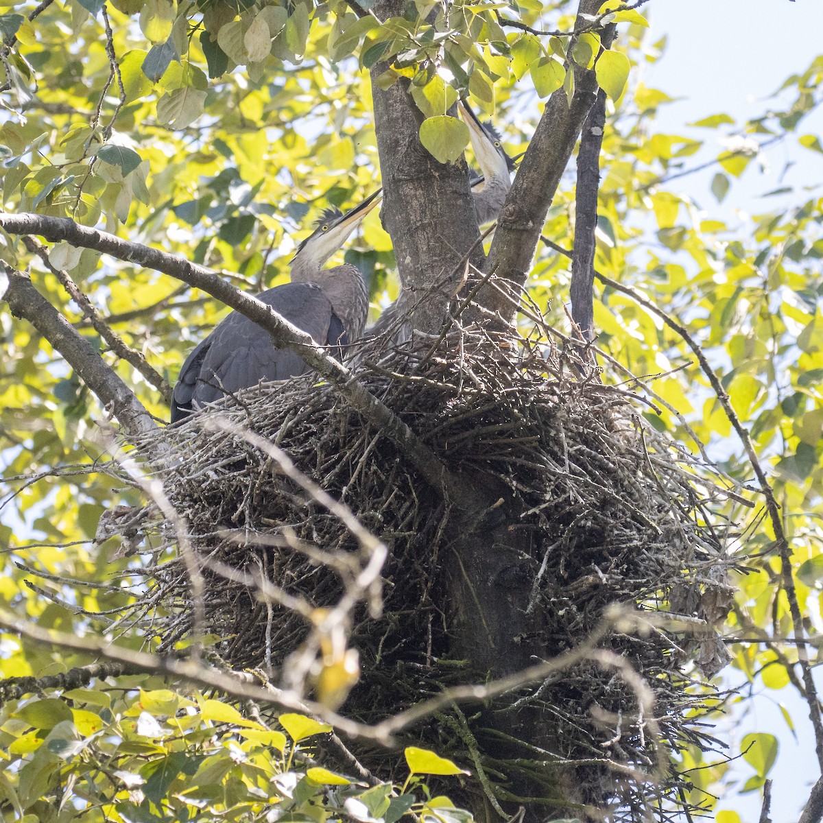 Great Blue Heron - ML620323811