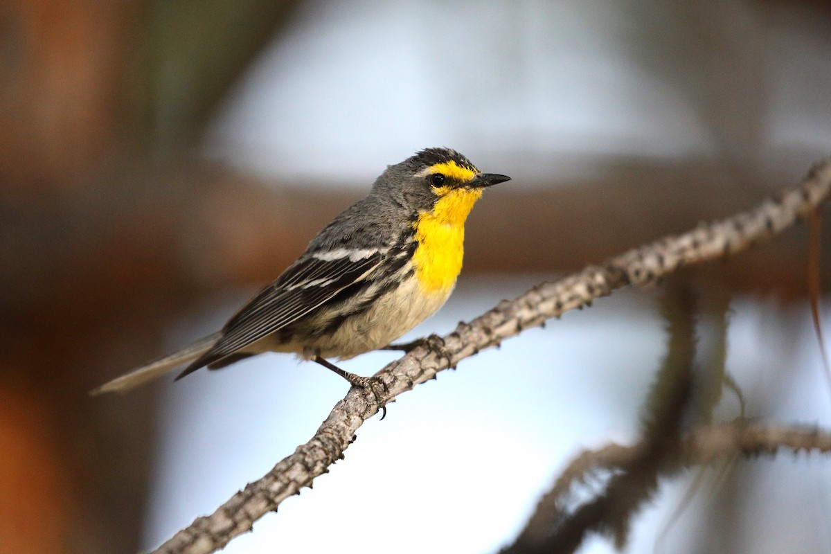 Grace's Warbler - Scott Evans