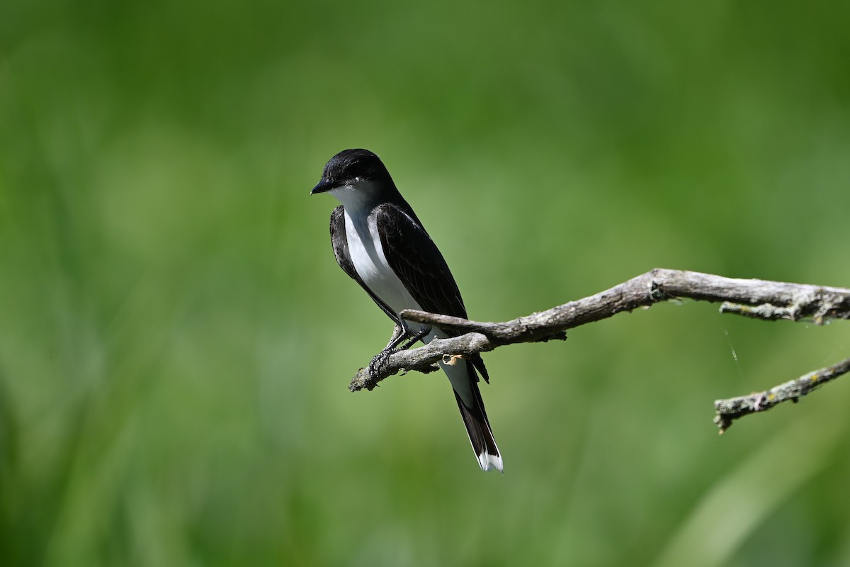 Eastern Kingbird - ML620323824