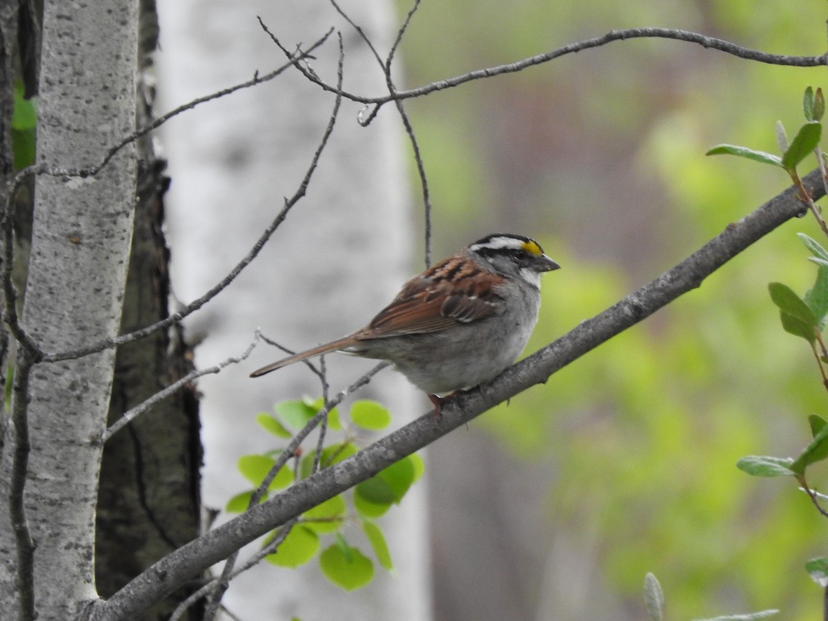 White-throated Sparrow - ML620323840