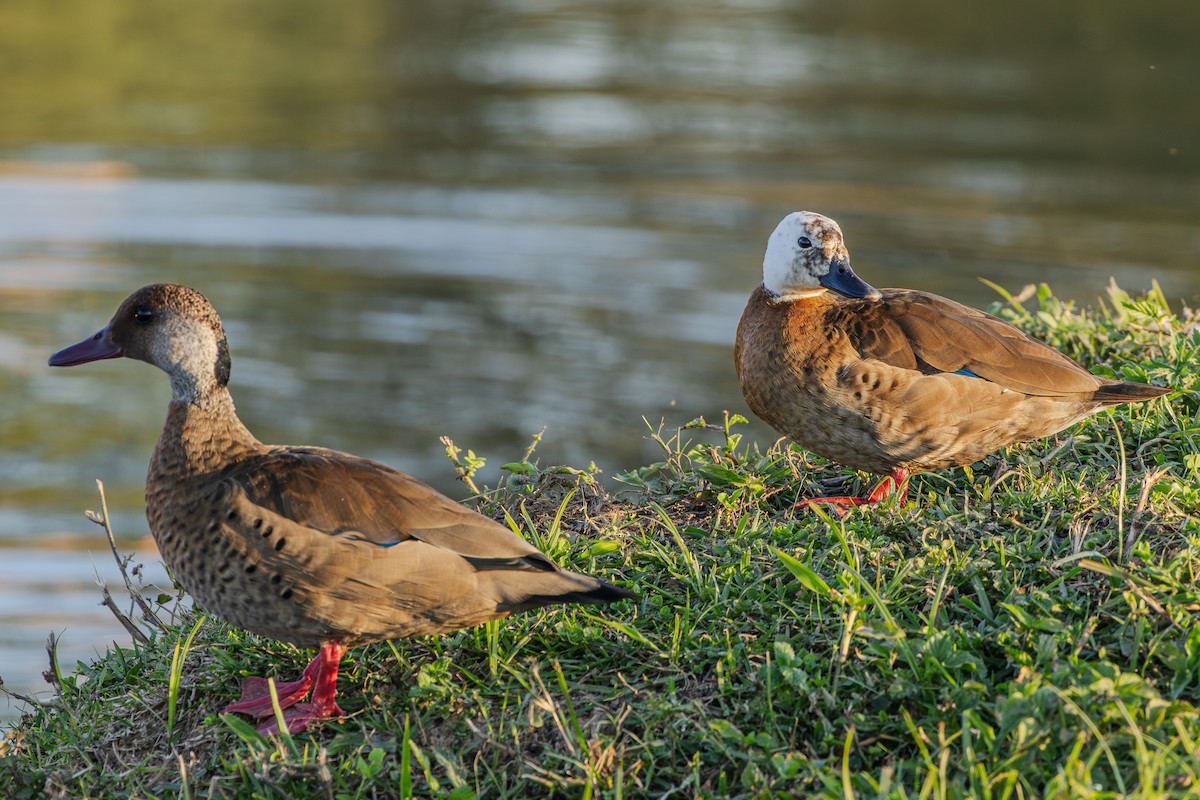 Pato Brasileño - ML620323843