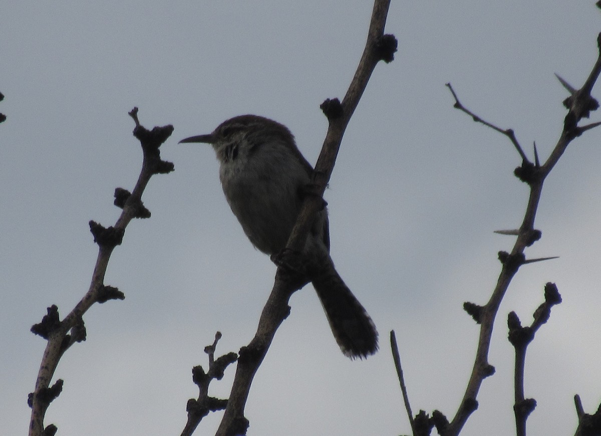 Bewick's Wren - ML620323854