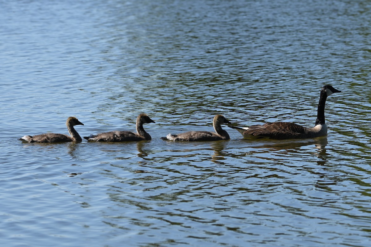 Canada Goose - ML620323866