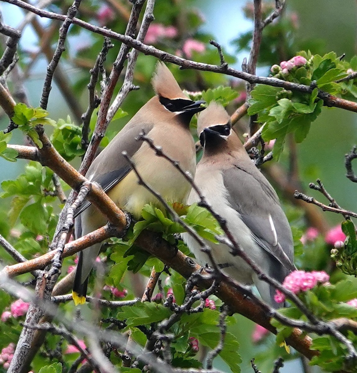 Cedar Waxwing - ML620323867