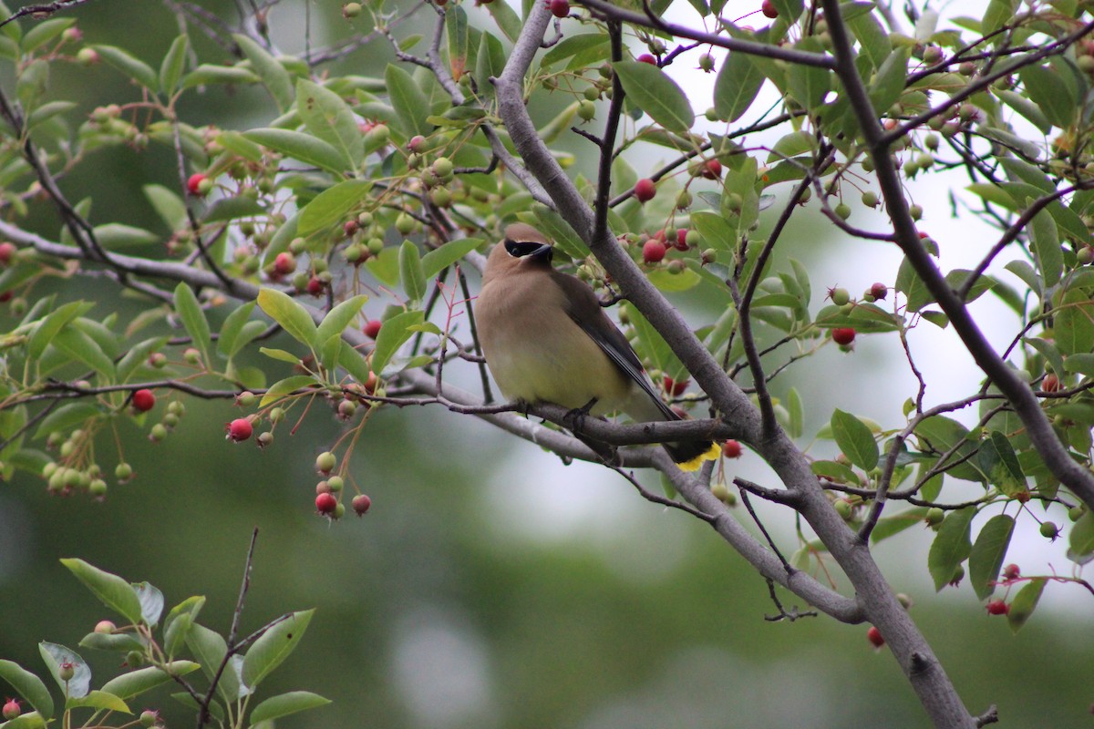 Cedar Waxwing - ML620323885