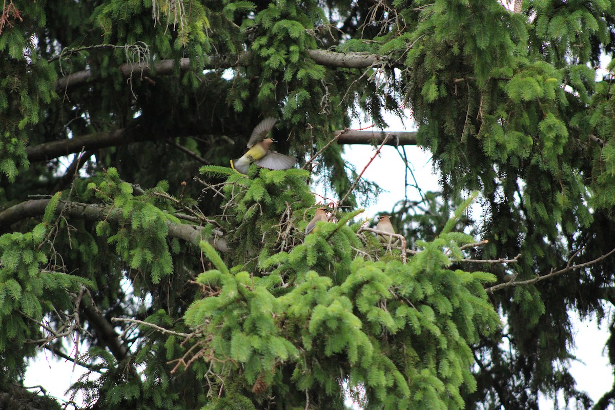 Cedar Waxwing - ML620323886