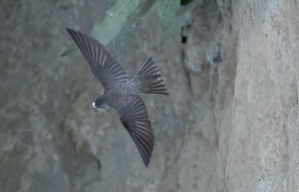 Bank Swallow - ML620323888