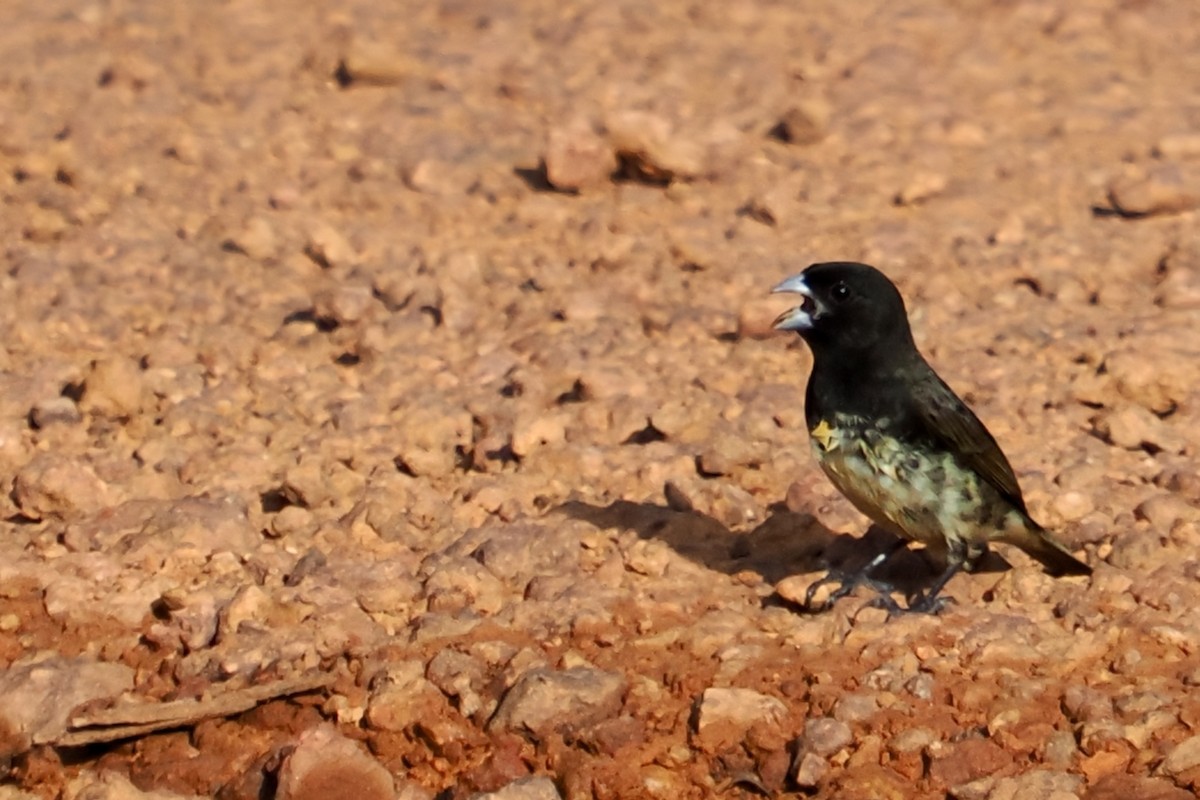 Yellow-bellied Seedeater - ML620323900