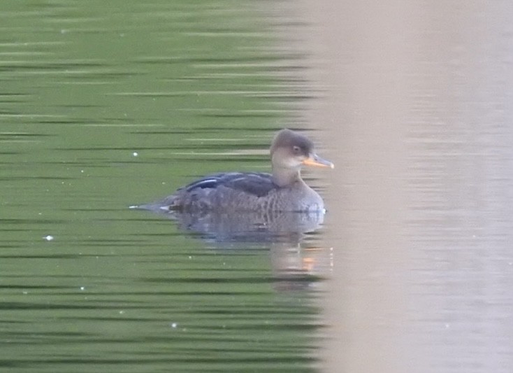 Hooded Merganser - Ariel Dunham