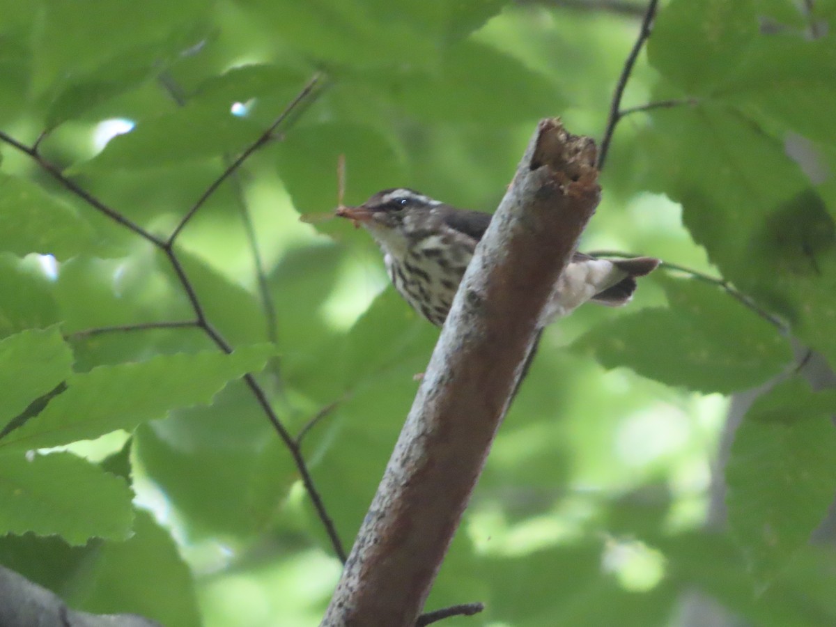 Louisiana Waterthrush - ML620323911