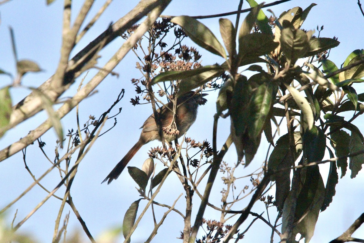 Pale-breasted Spinetail - ML620323919