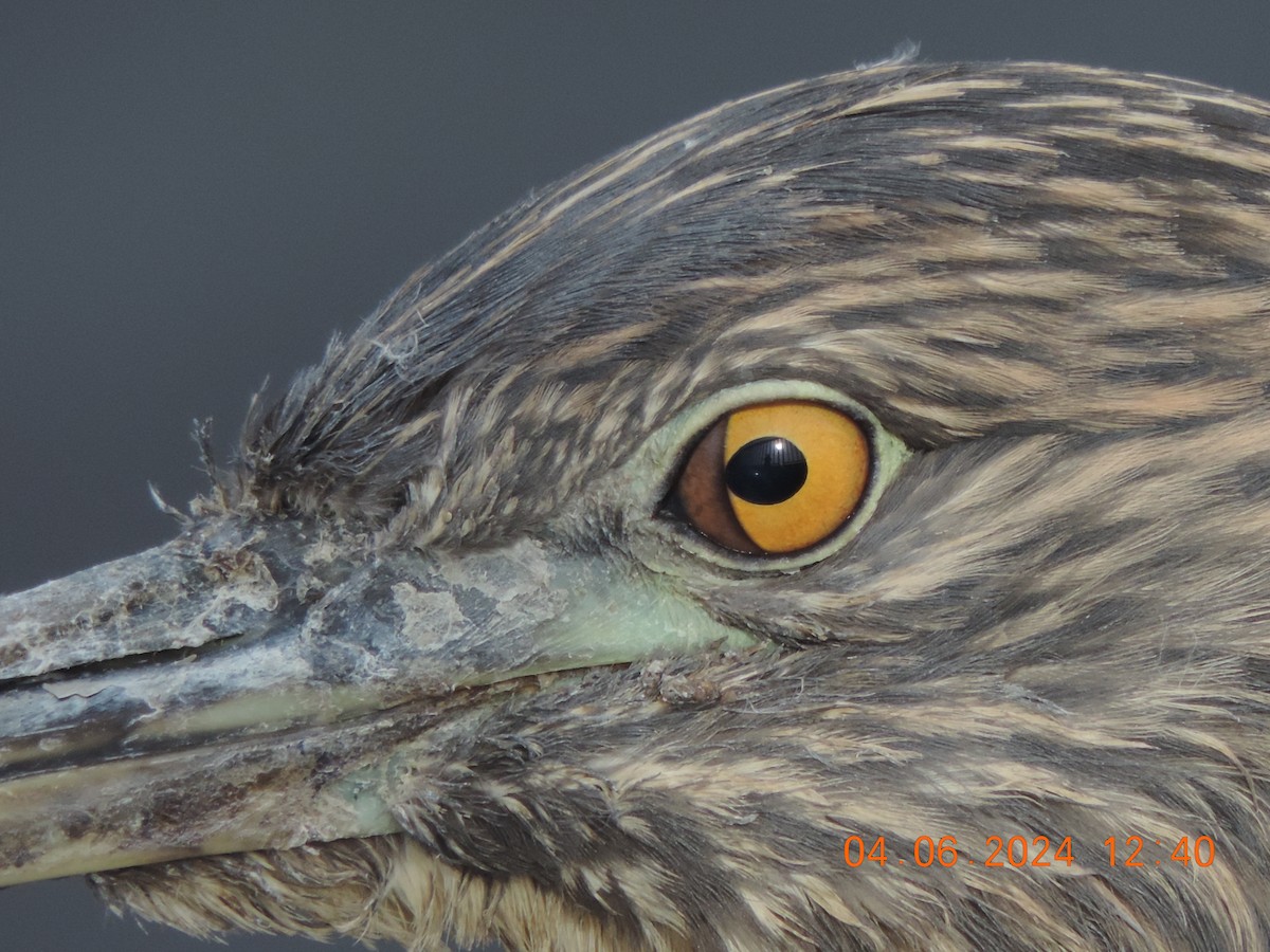 Black-crowned Night Heron - ML620323920