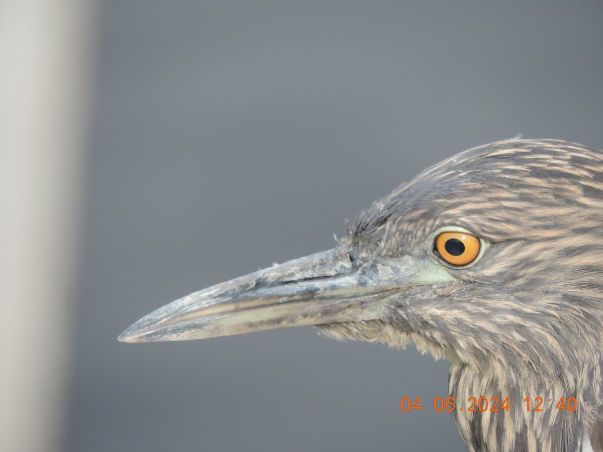 Black-crowned Night Heron - ML620323923