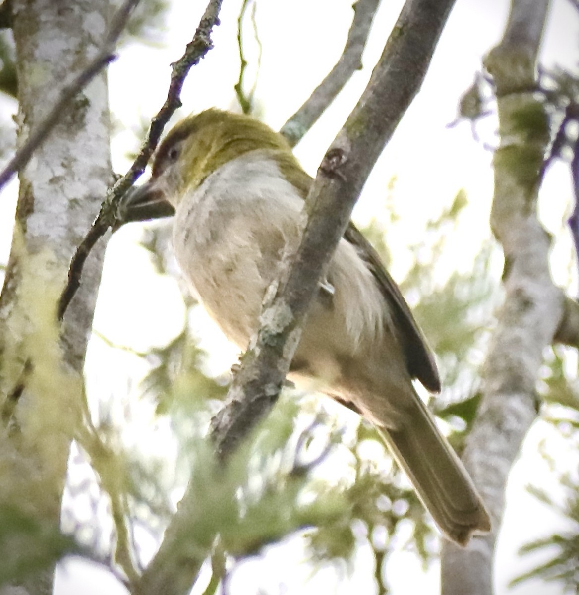 Black-billed Peppershrike - ML620323934