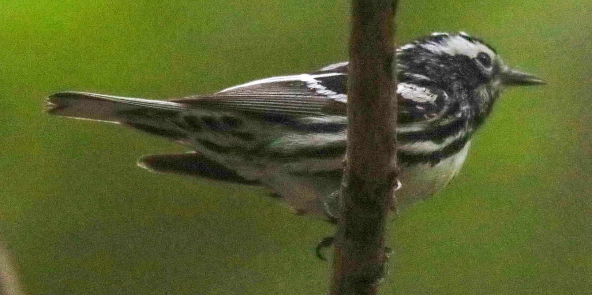 Black-and-white Warbler - ML620323944