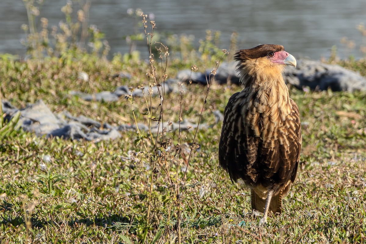 Caracara huppé - ML620323957