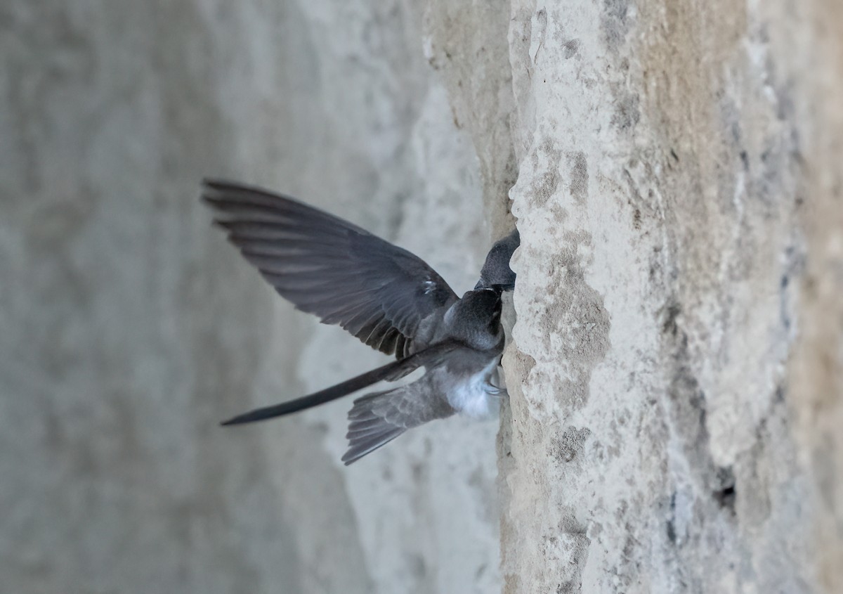 Bank Swallow - ML620323962