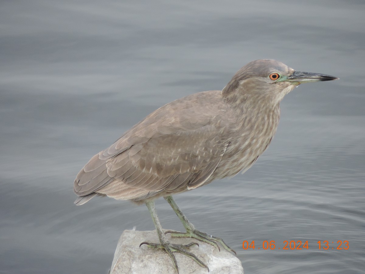 Black-crowned Night Heron - ML620323966