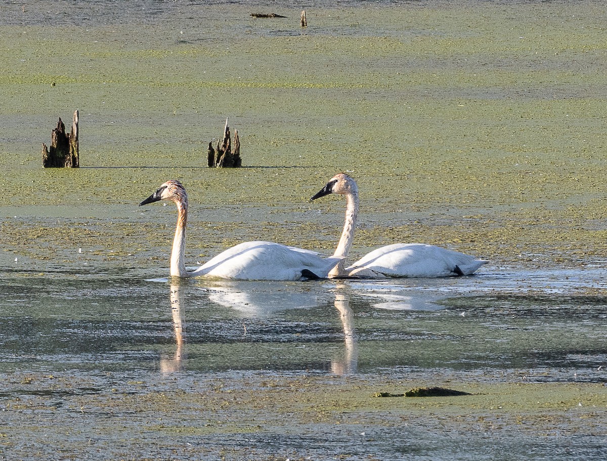 Trumpeter Swan - ML620323970