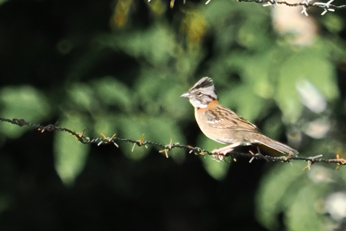 Rufous-collared Sparrow - ML620323982