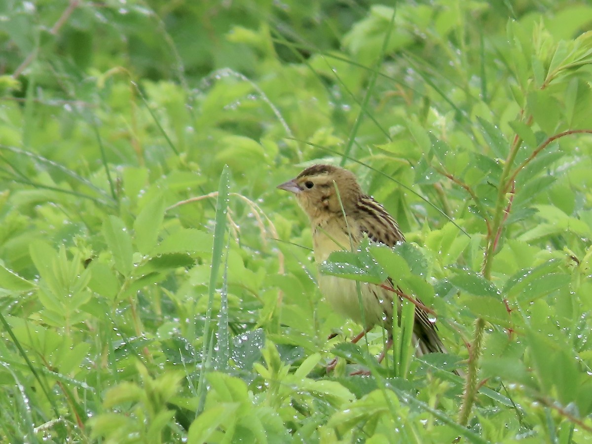 bobolink americký - ML620323984