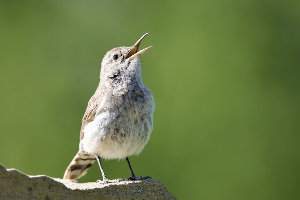 Rock Wren - ML620324000