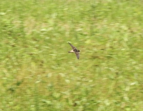 Cliff Swallow - ML620324006