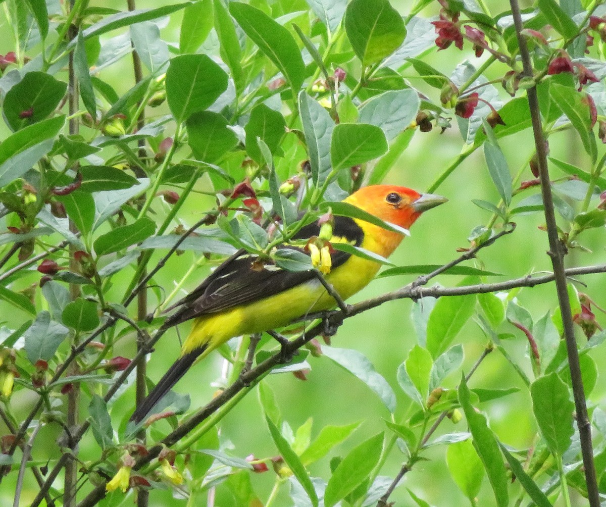 Western Tanager - ML620324026