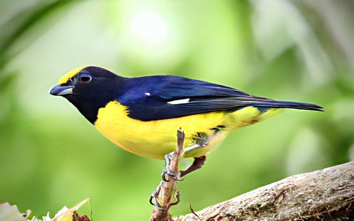 Yellow-bellied Siskin - Francisco Jaramillo