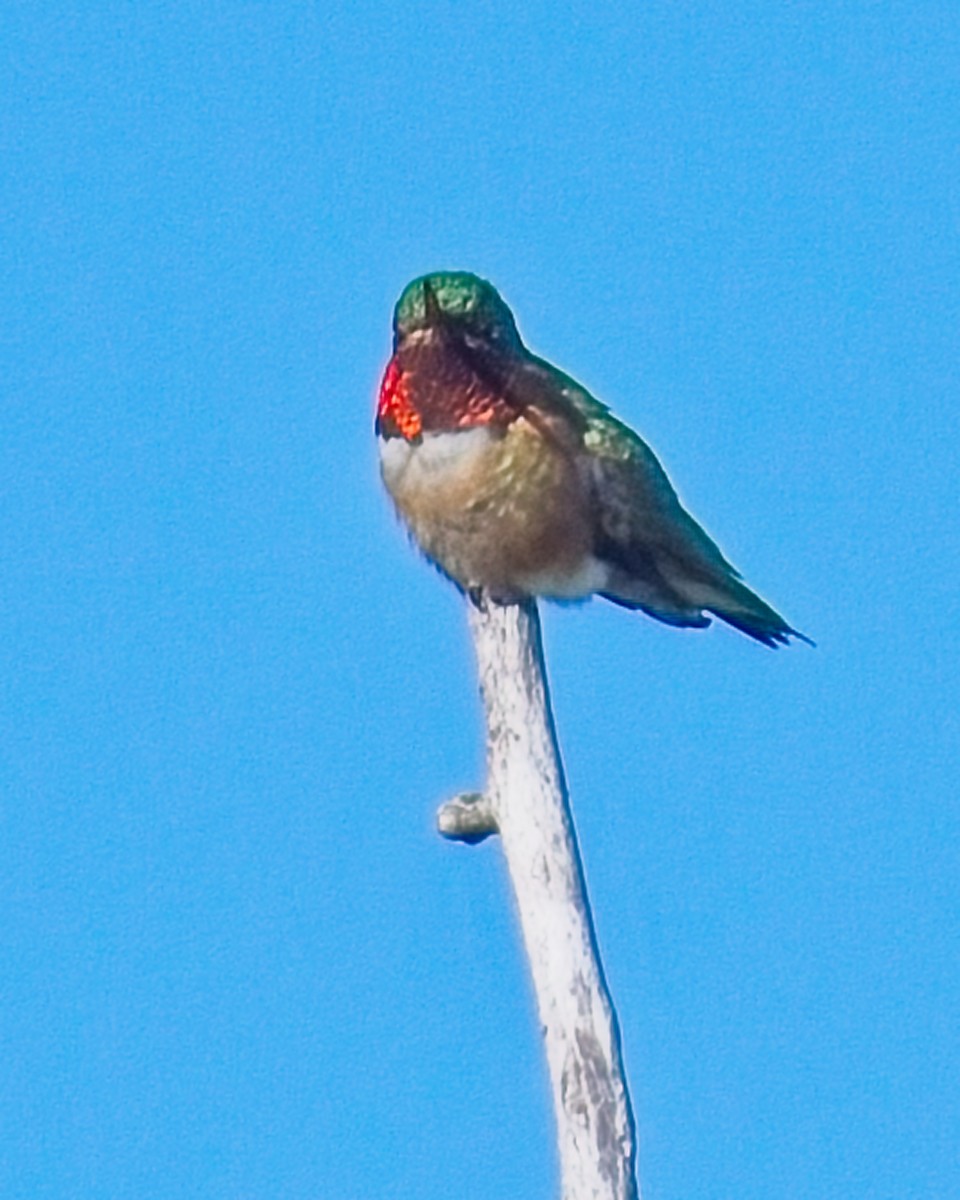 Ruby-throated Hummingbird - ML620324039