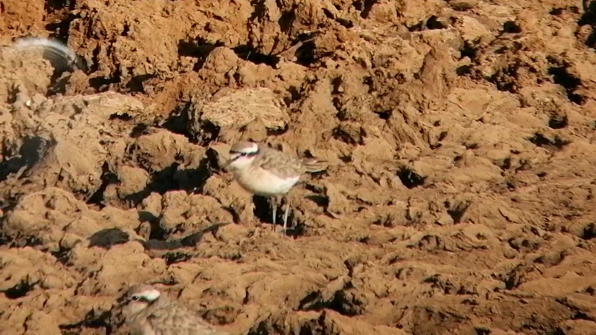 Kittlitz's Plover - ML620324041