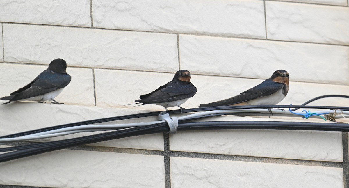 Barn Swallow (Buff-bellied) - ML620324043