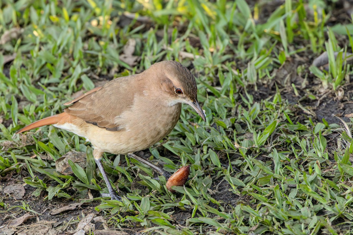 Rufous Hornero - ML620324044