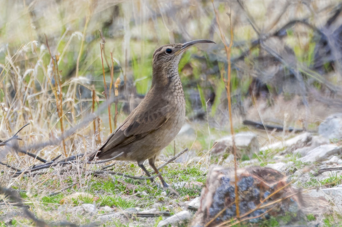 Patagonian Forest Earthcreeper - ML620324052